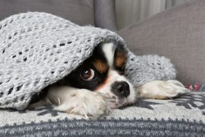 cute-dog-under-blanket