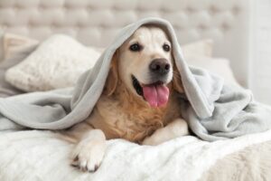 golden-retriever-dog-underneath-blanket-with-face-and-paws-sticking-out