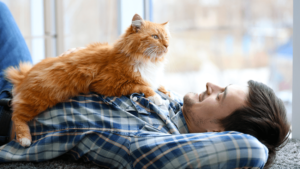 long-haired-orange-cat-lies-on-mans-chest